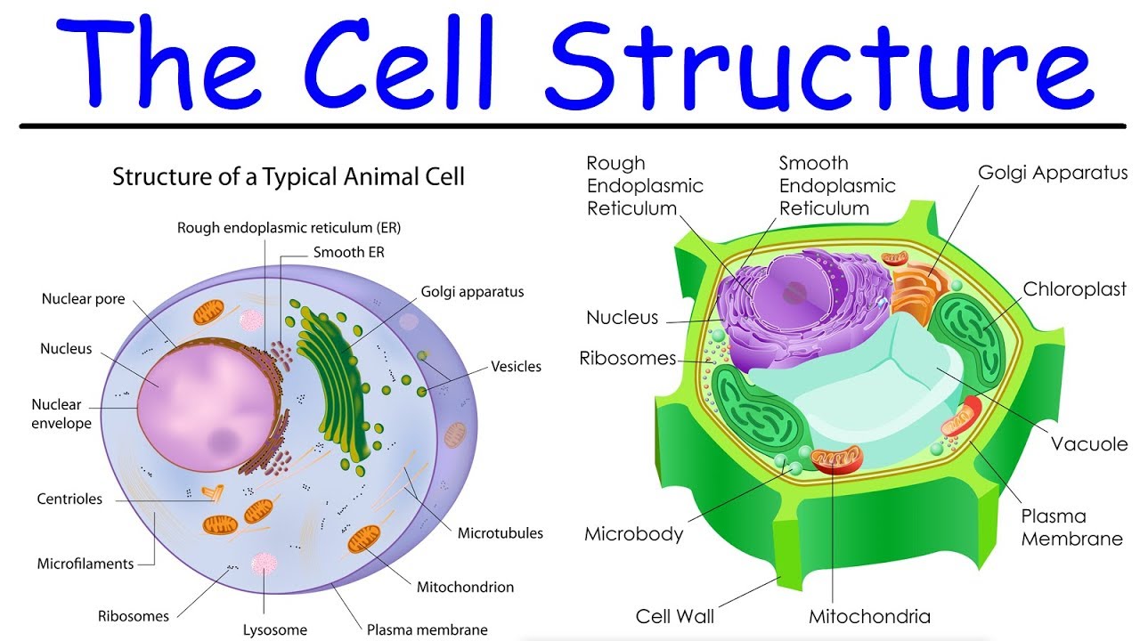 As/A-level Biology Course One ABI01